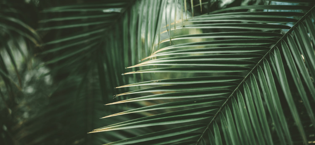 The Top 10 Palm Trees for California & Where to Plant Them